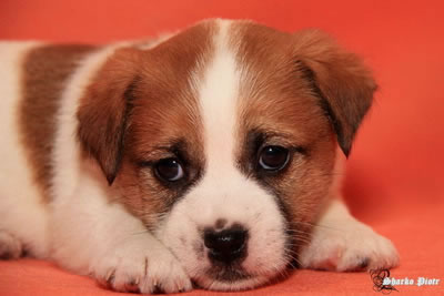 puppies