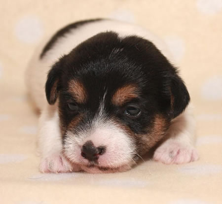 puppies